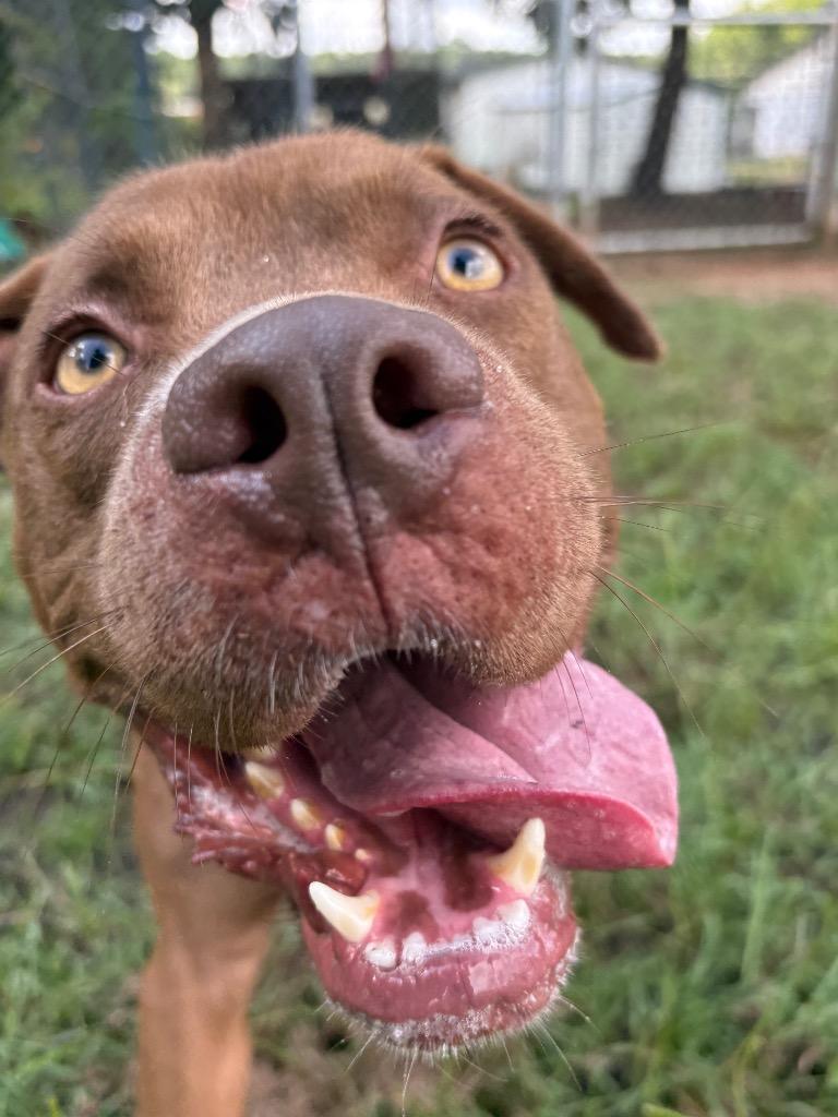 Enlarge Lick Jagger, a ADOPTABLE Mixed Breed in Winnsboro, SC image 3/5