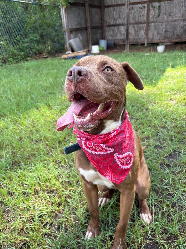 Enlarge Lick Jagger, a ADOPTABLE Mixed Breed in Winnsboro, SC image 1/5