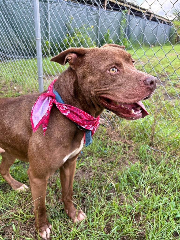 Enlarge Lick Jagger, a ADOPTABLE Mixed Breed in Winnsboro, SC image 4/5