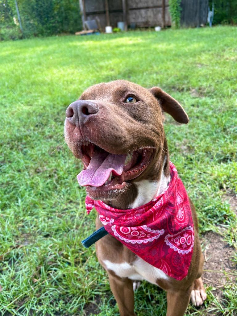 Enlarge Lick Jagger, a ADOPTABLE Mixed Breed in Winnsboro, SC image 5/5