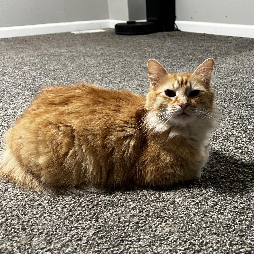 Reyna, a Adoptable Domestic Long Hair in Columbia, MO image 1/6