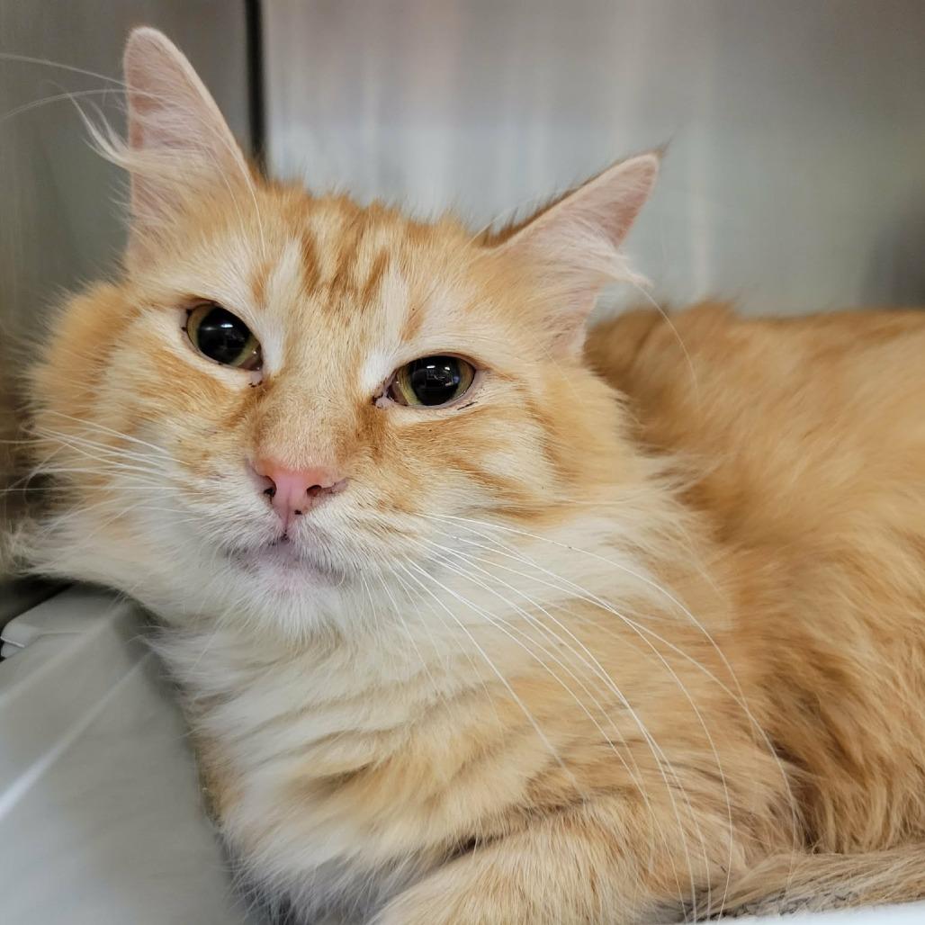 Reyna, a Adoptable Domestic Long Hair in Columbia, MO image 2/6