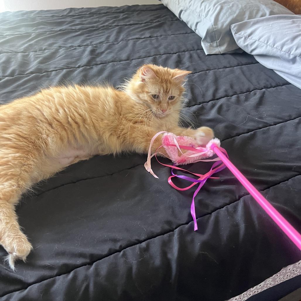 Reyna, a Adoptable Domestic Long Hair in Columbia, MO image 3/6