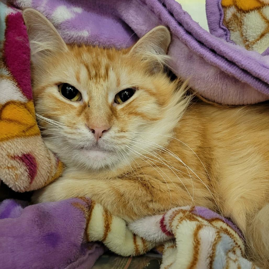 Reyna, a Adoptable Domestic Long Hair in Columbia, MO image 4/6