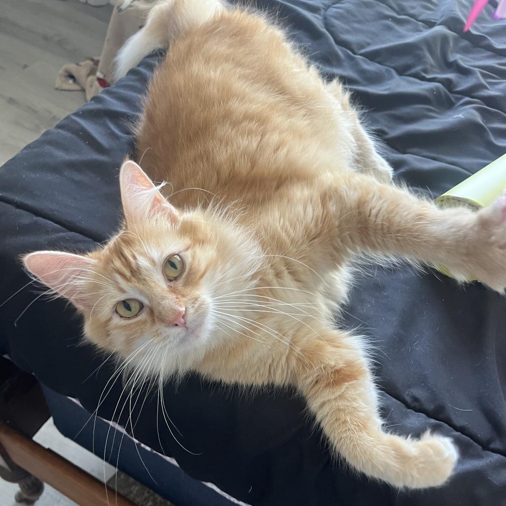 Reyna, a Adoptable Domestic Long Hair in Columbia, MO image 5/6