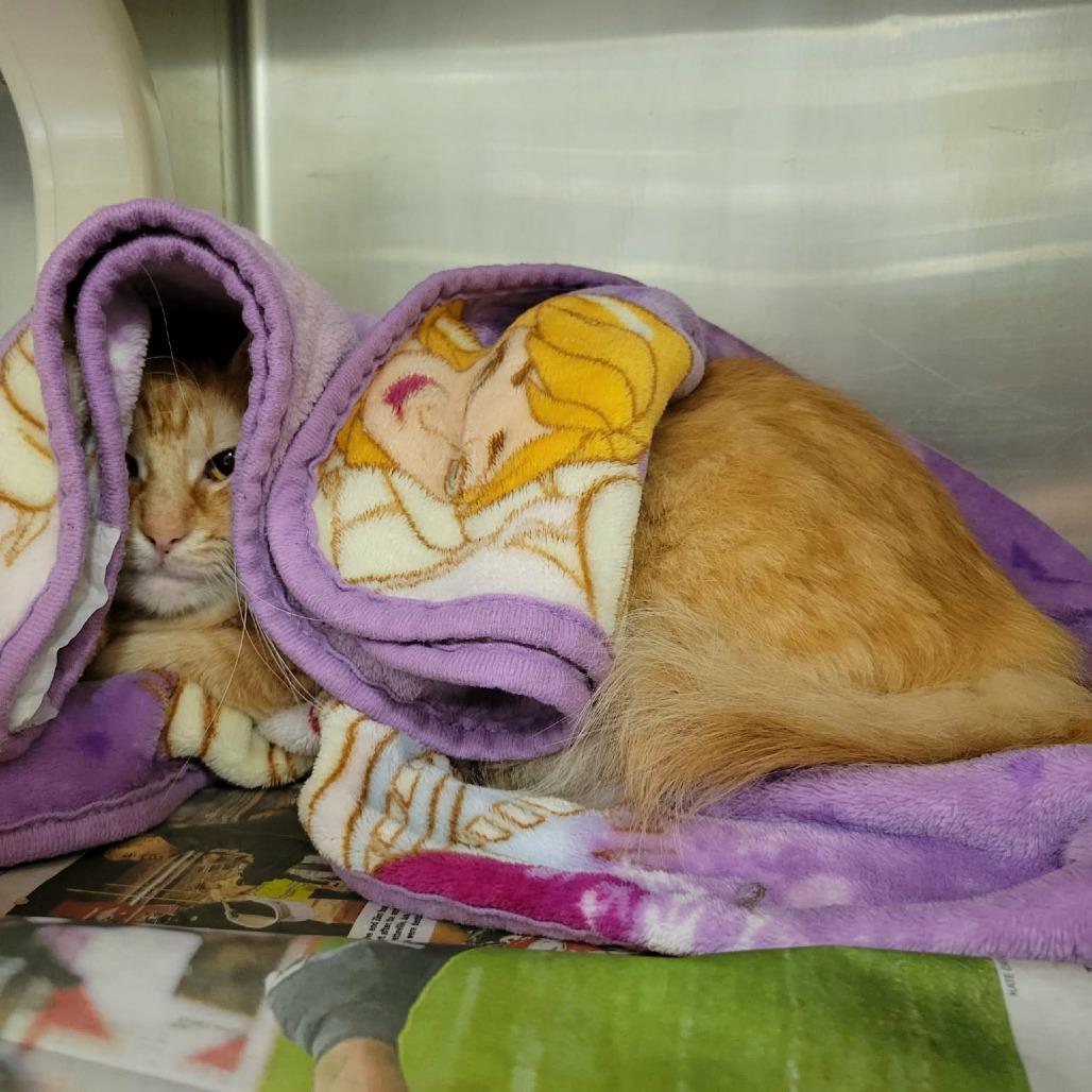 Reyna, a Adoptable Domestic Long Hair in Columbia, MO image 6/6