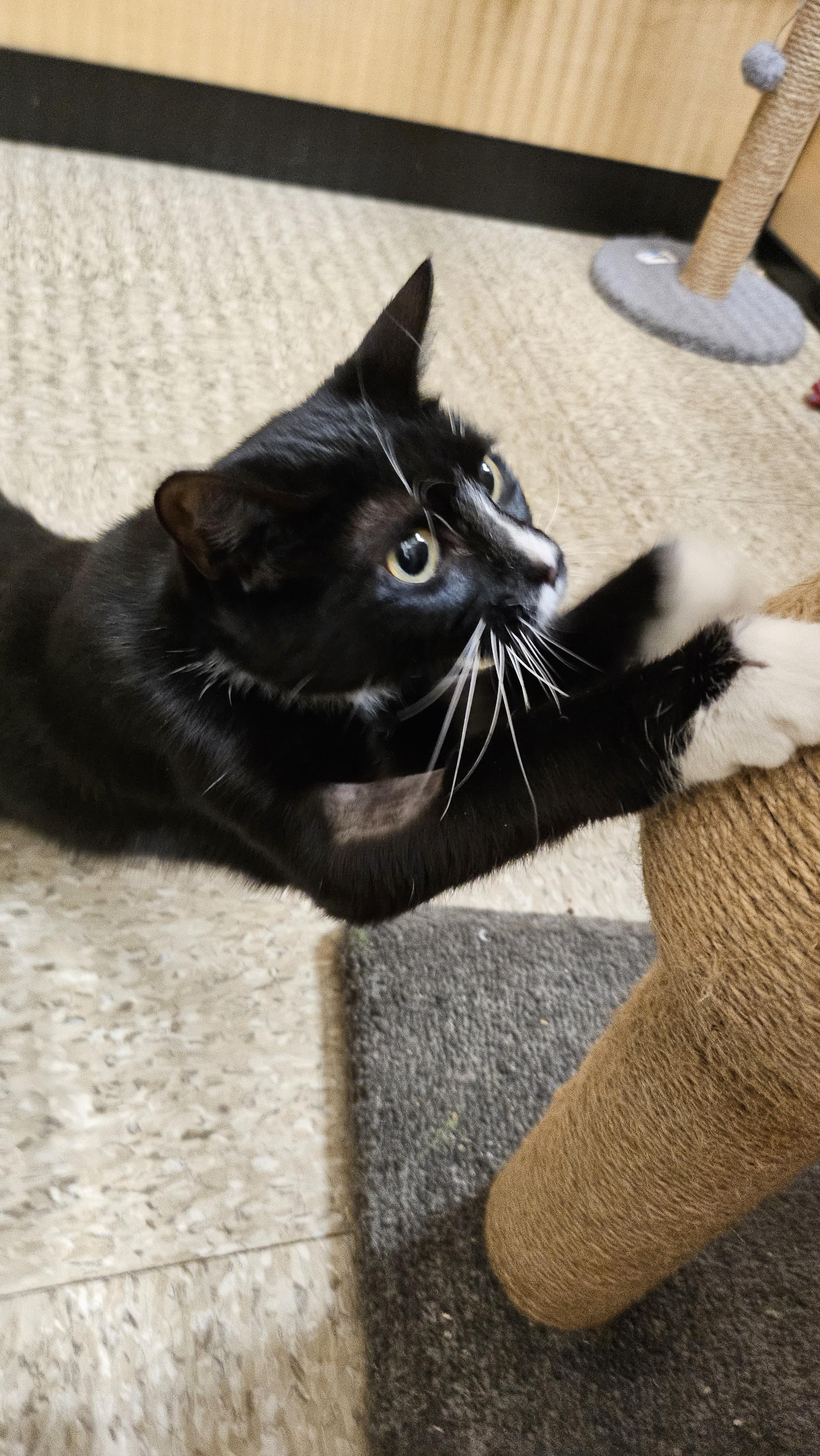Moon, an adopted Domestic Short Hair in Woburn, MA image 4/4