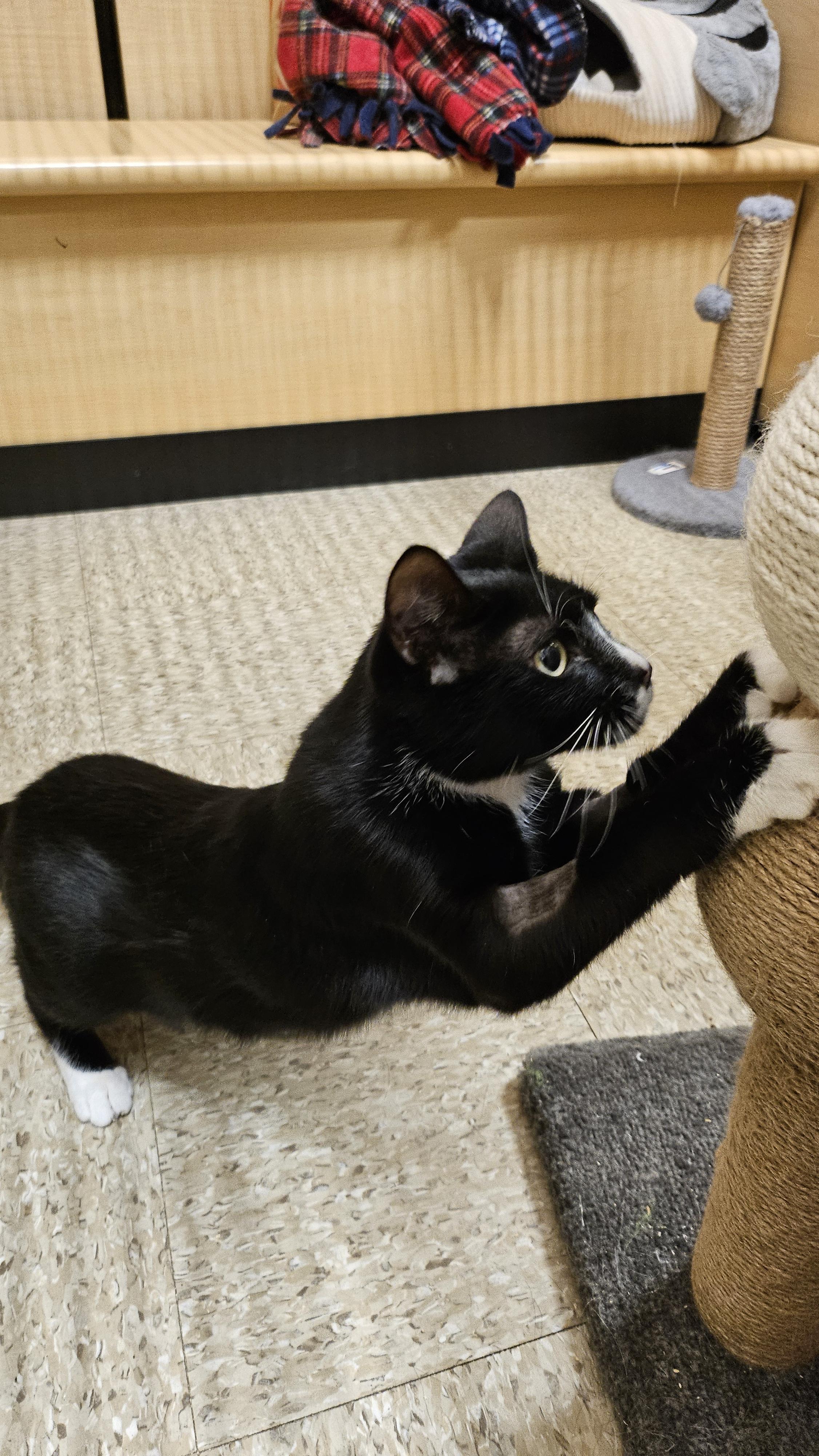 Moon, an adopted Domestic Short Hair in Woburn, MA image 3/4