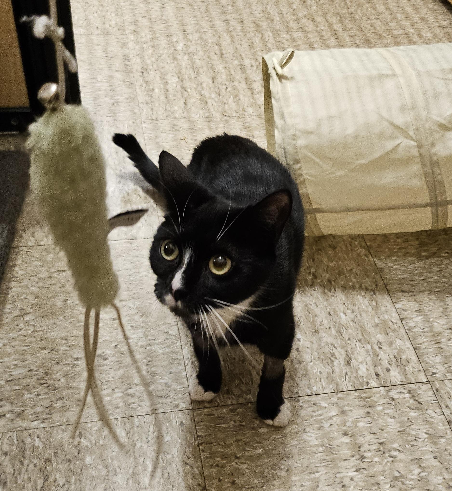 Moon, an adopted Domestic Short Hair in Woburn, MA image 1/4