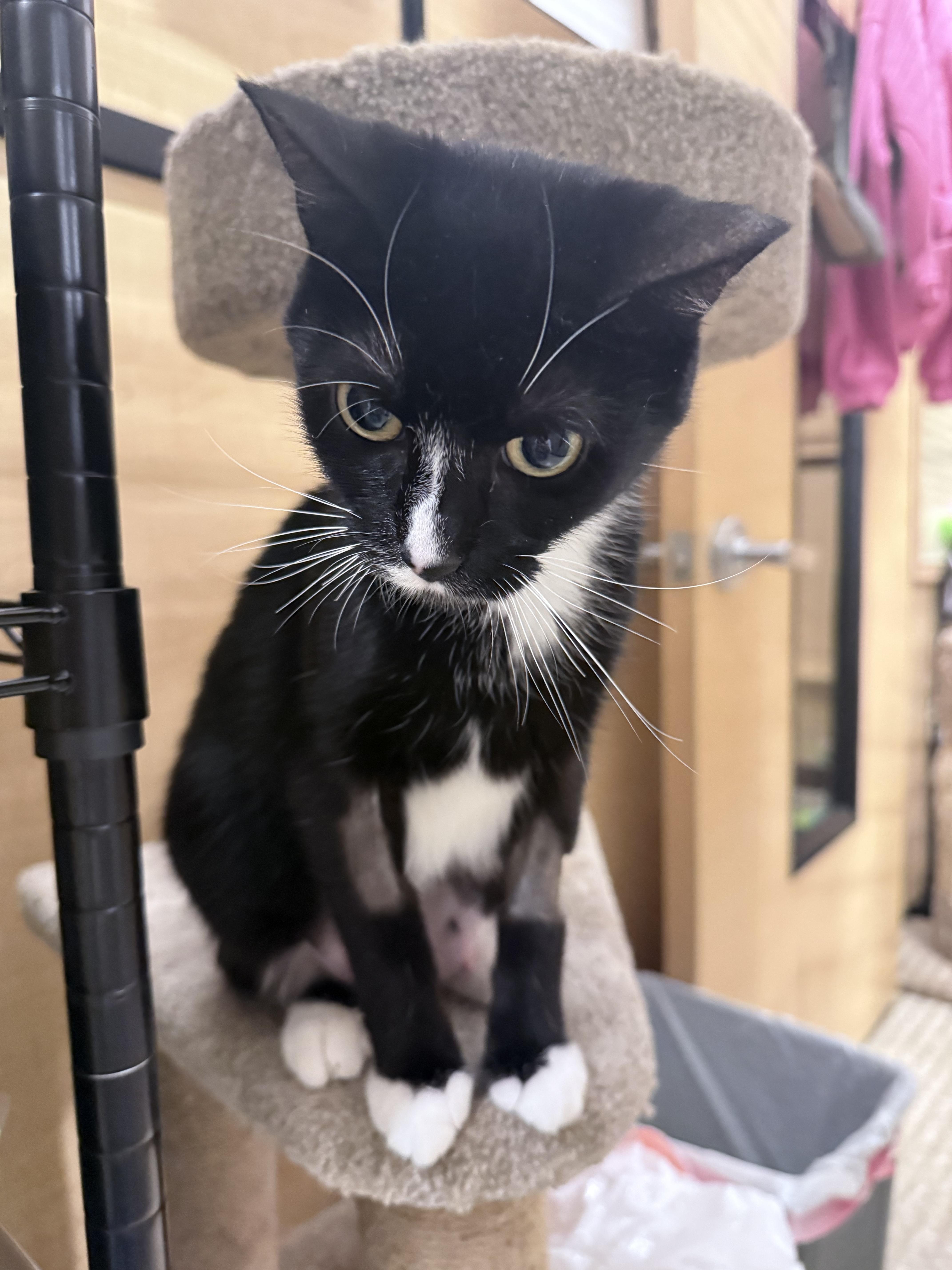 Moon, an adopted Domestic Short Hair in Woburn, MA image 2/4