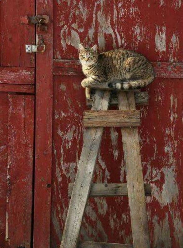 Barn Cats, a Adoptable mixed breed in Lewiston, ID image 1/2