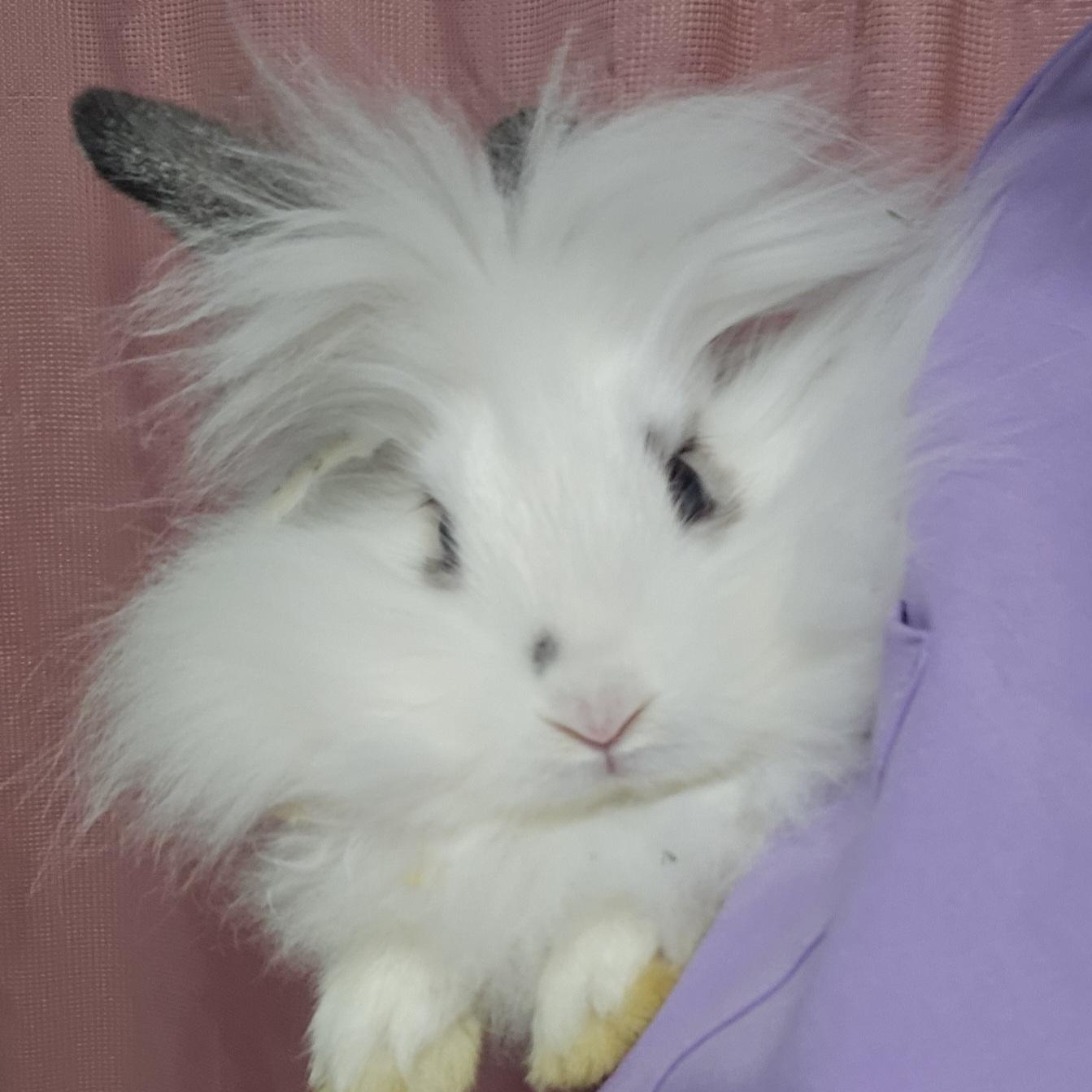 Enlarge Primiera, an adopted mixed breed in Knoxville, TN image 4/5