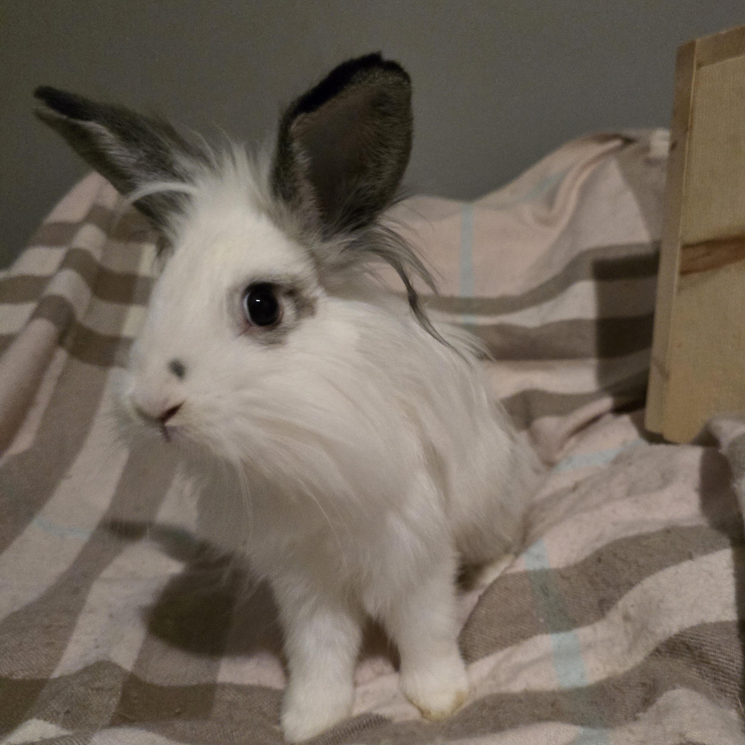 Enlarge Primiera, an adopted mixed breed in Knoxville, TN image 2/5