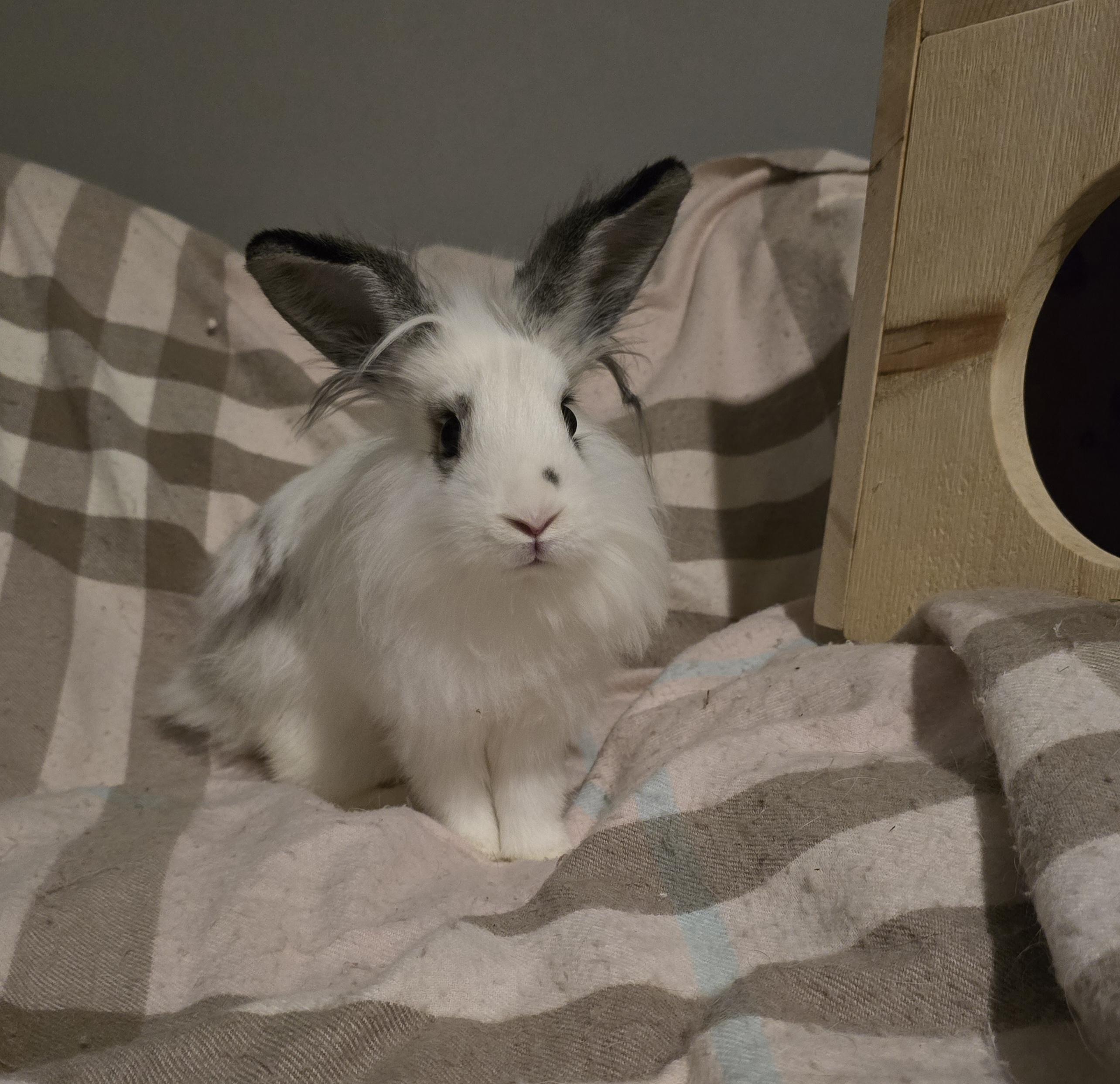 Primiera, adopted, Baby Female Lionhead & Dwarf.