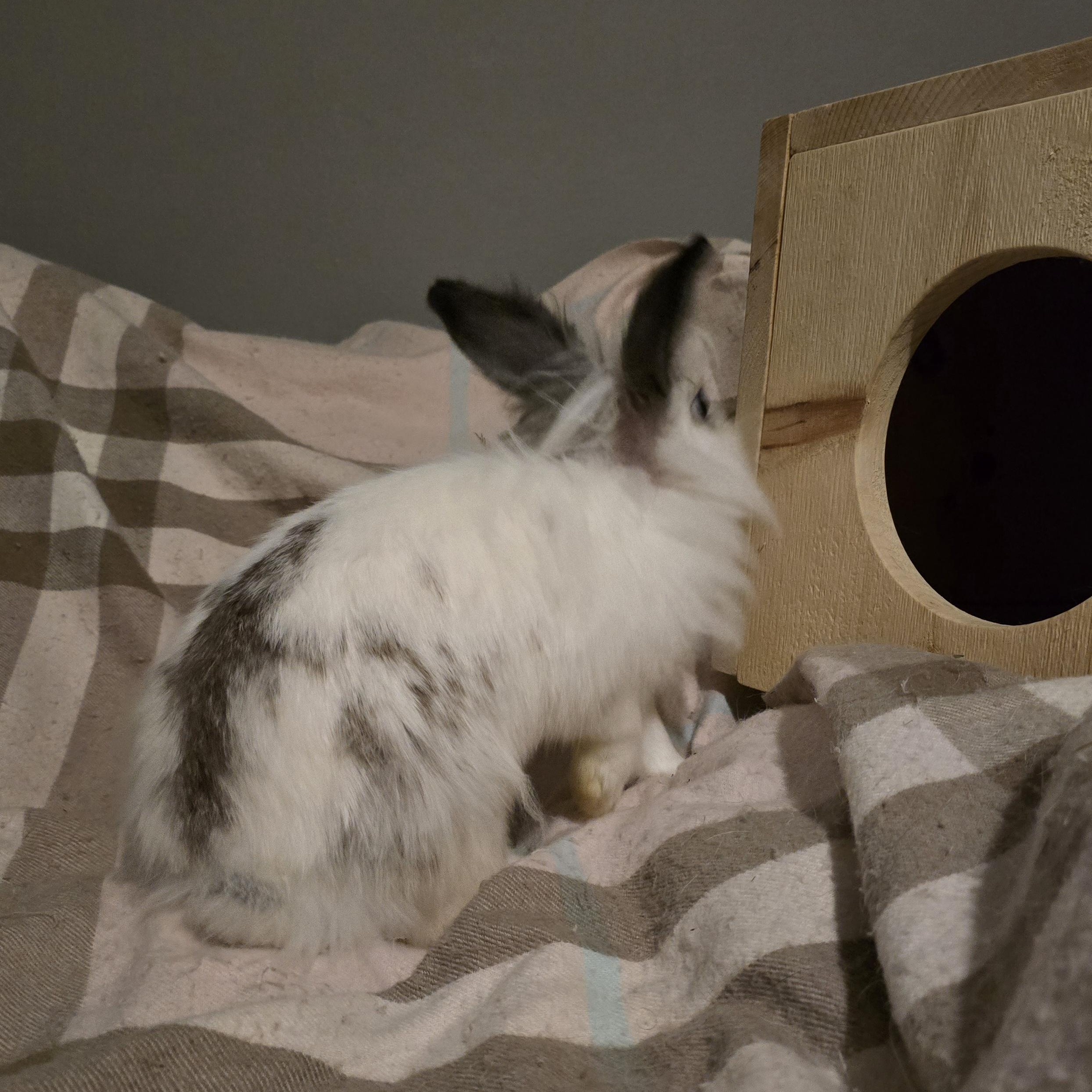 Enlarge Primiera, an adopted mixed breed in Knoxville, TN image 3/5