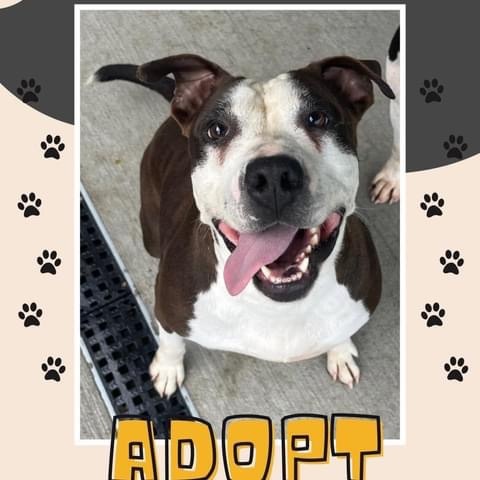 Tomeka, Adoptable, Adult Female American Staffordshire Terrier.