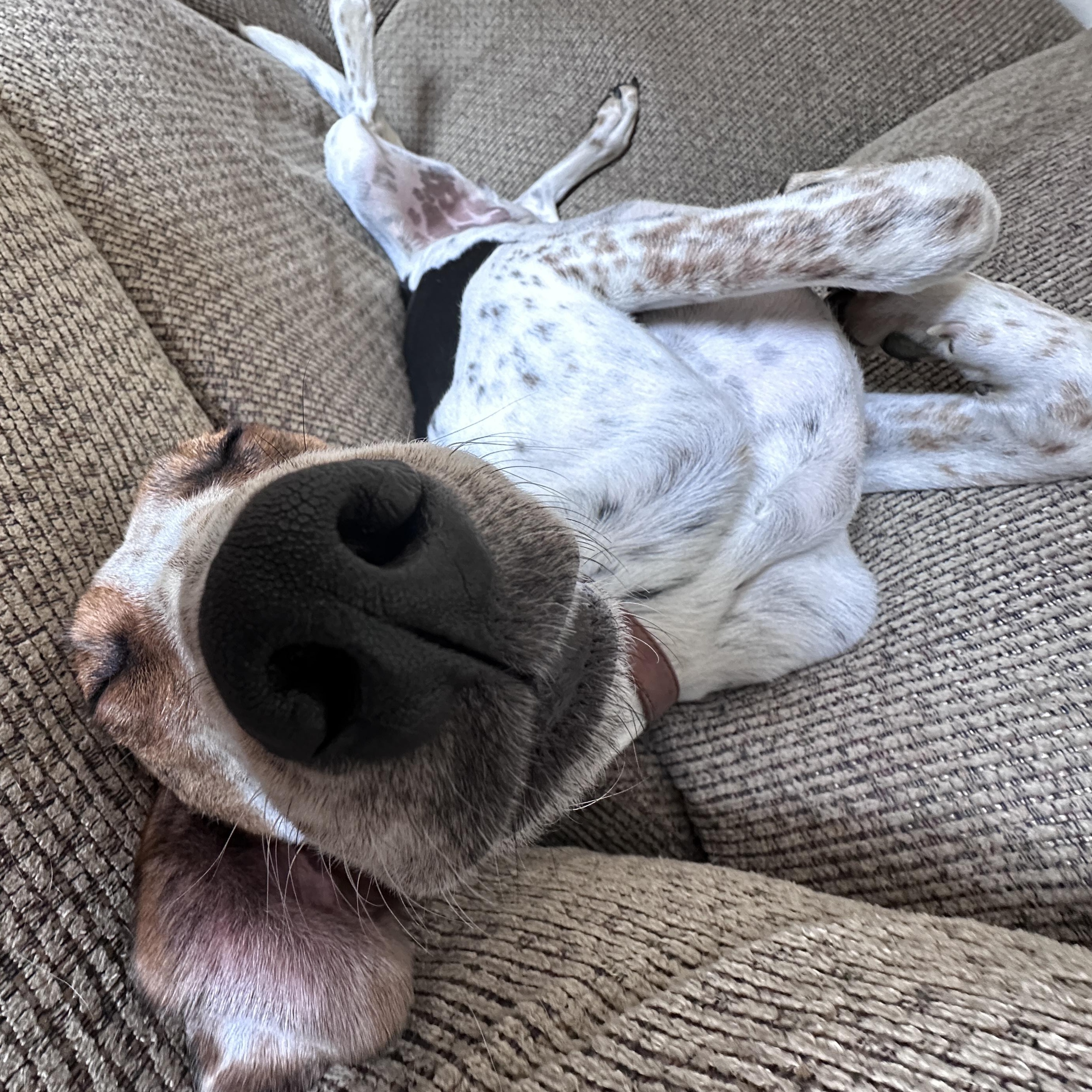 Enlarge DUKE ("Duck"), a Adoptable mixed breed in Columbus, OH image 5/6