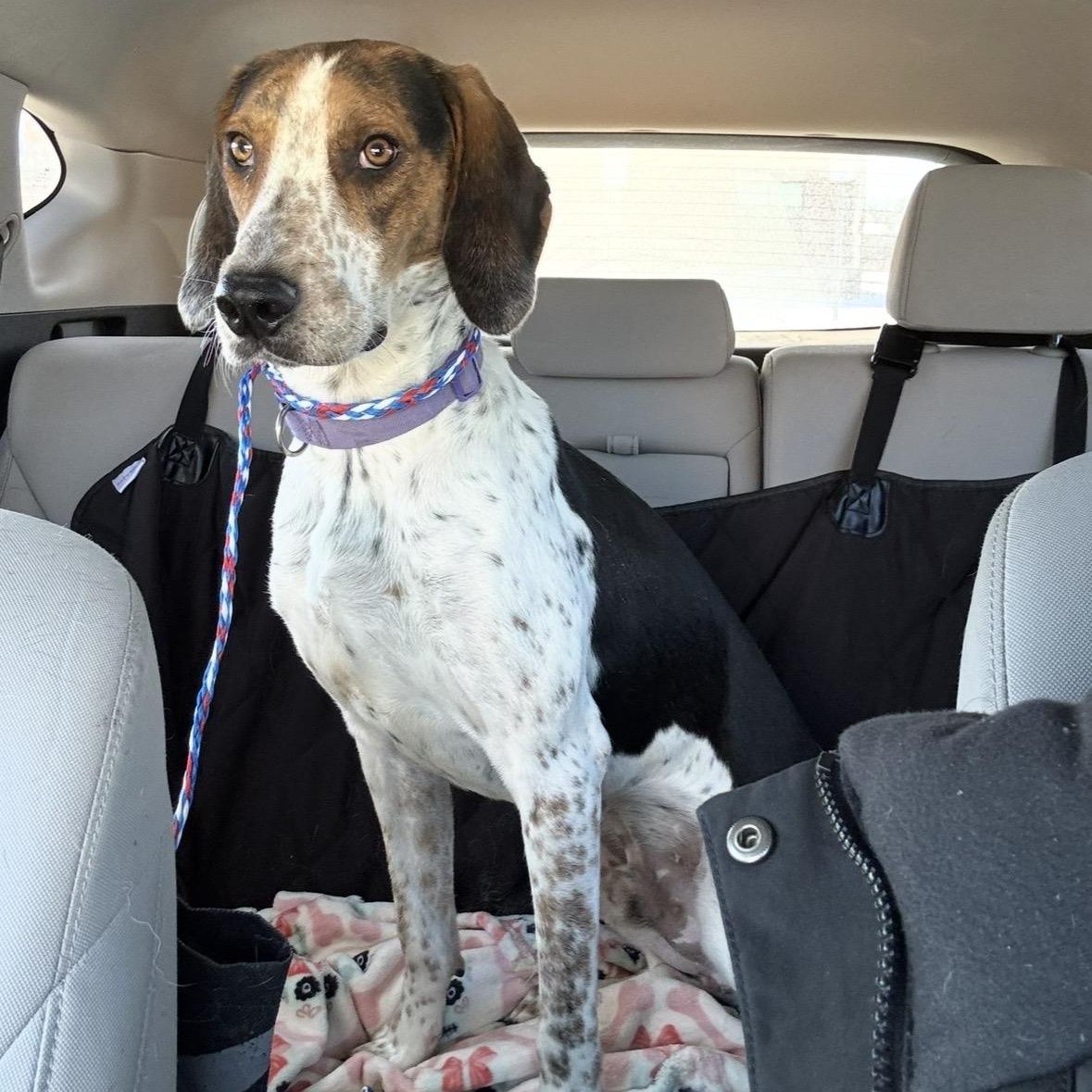 Enlarge DUKE ("Duck"), a Adoptable mixed breed in Columbus, OH image 2/6