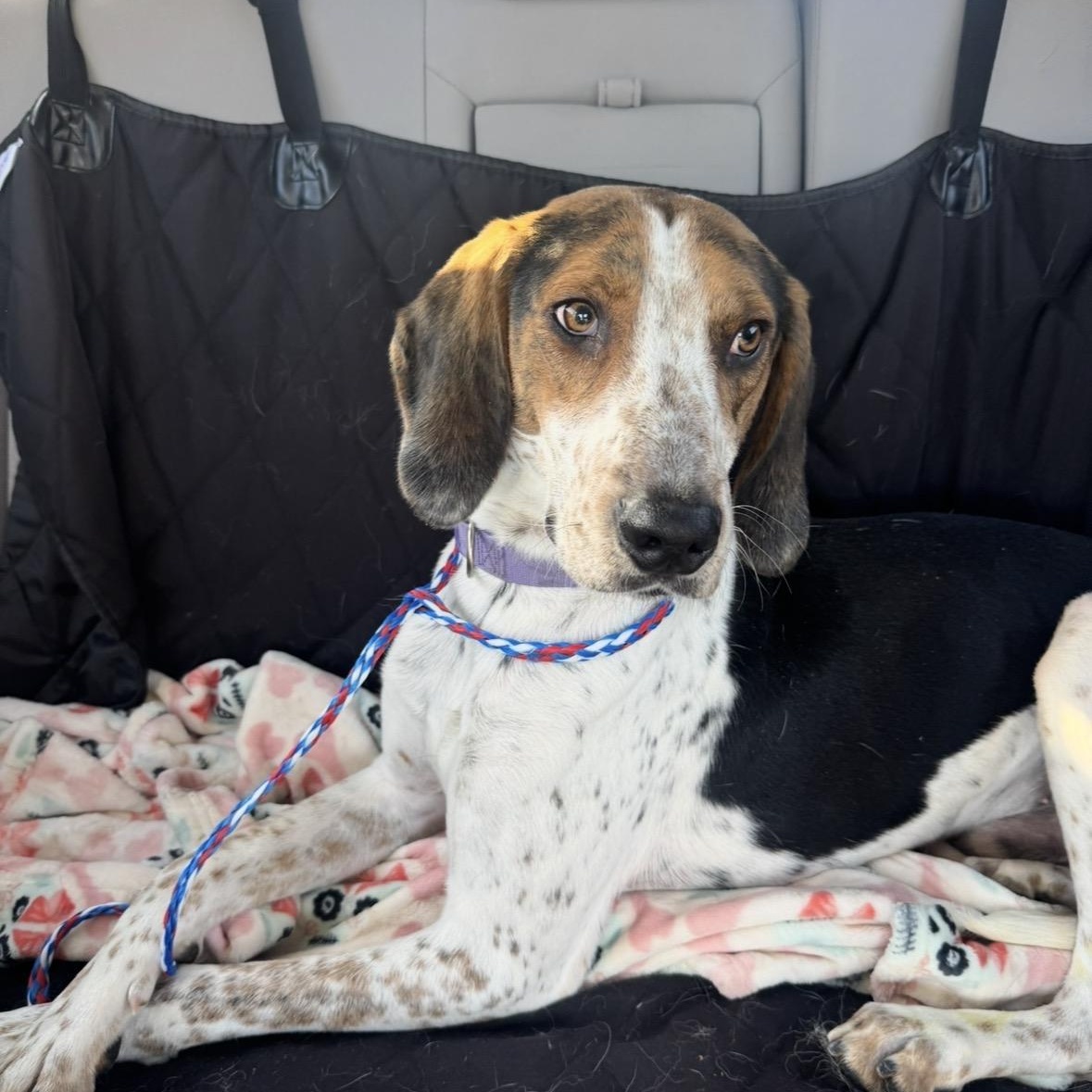 Enlarge DUKE ("Duck"), a Adoptable mixed breed in Columbus, OH image 3/6