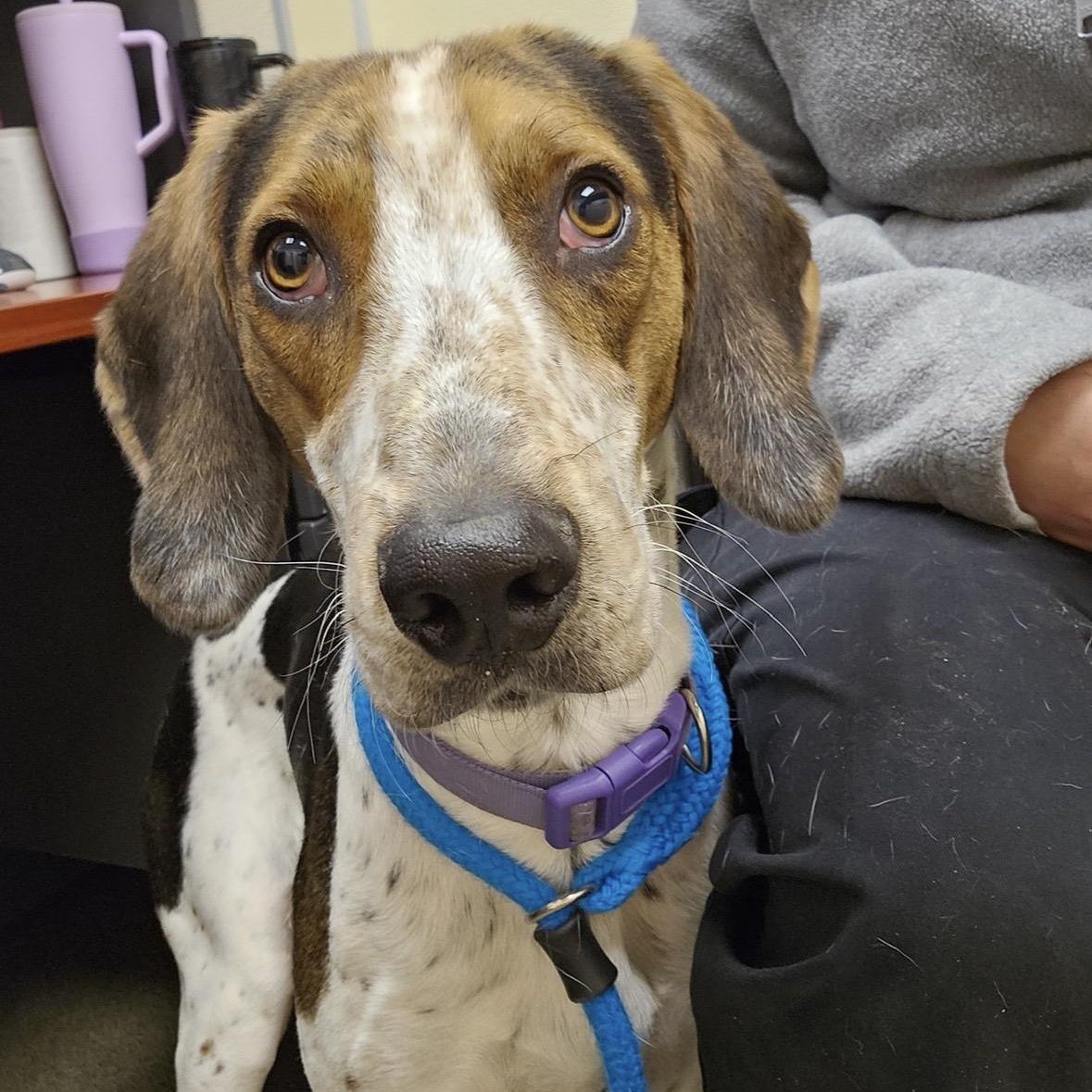 Enlarge DUKE ("Duck"), a Adoptable mixed breed in Columbus, OH image 1/6