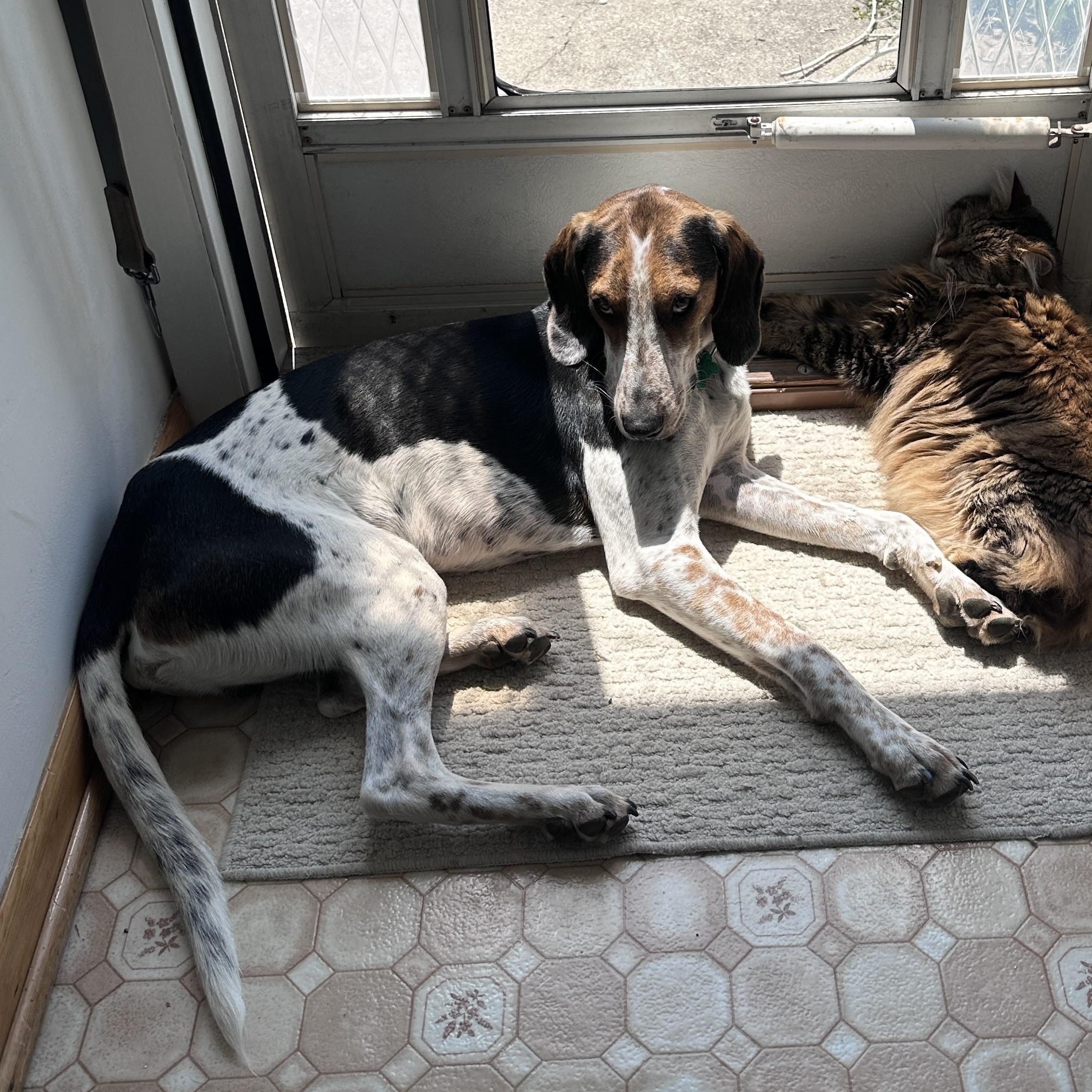 Enlarge DUKE ("Duck"), a Adoptable mixed breed in Columbus, OH image 4/6