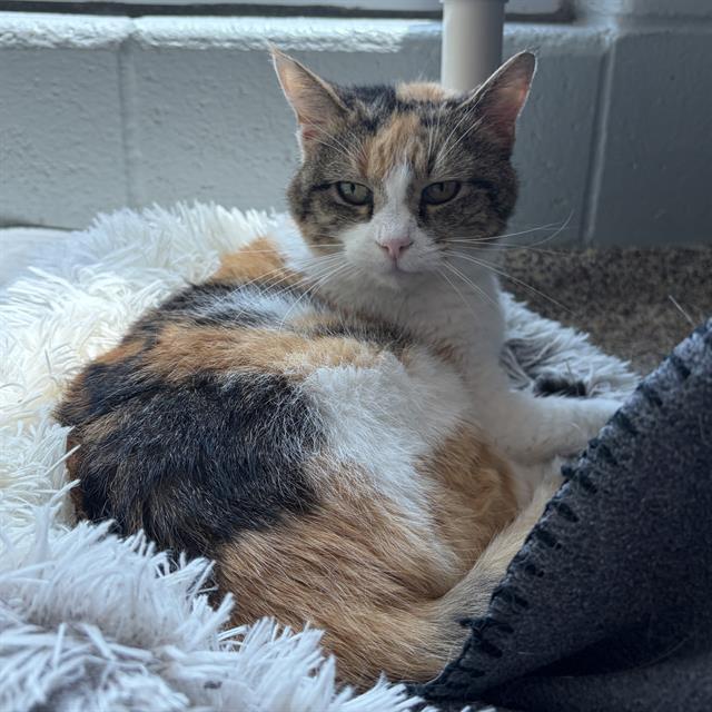 MARY JANE, Adoptable, Senior Female Domestic Short Hair.