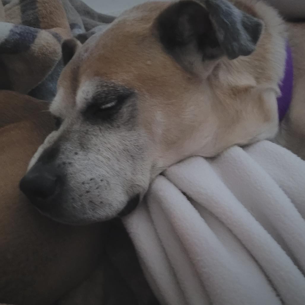 Enlarge Tanner, a Adoptable mixed breed in League City, TX image 1/6