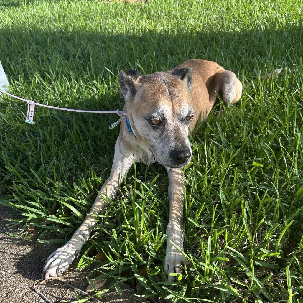 Enlarge Tanner, a Adoptable mixed breed in League City, TX image 2/6