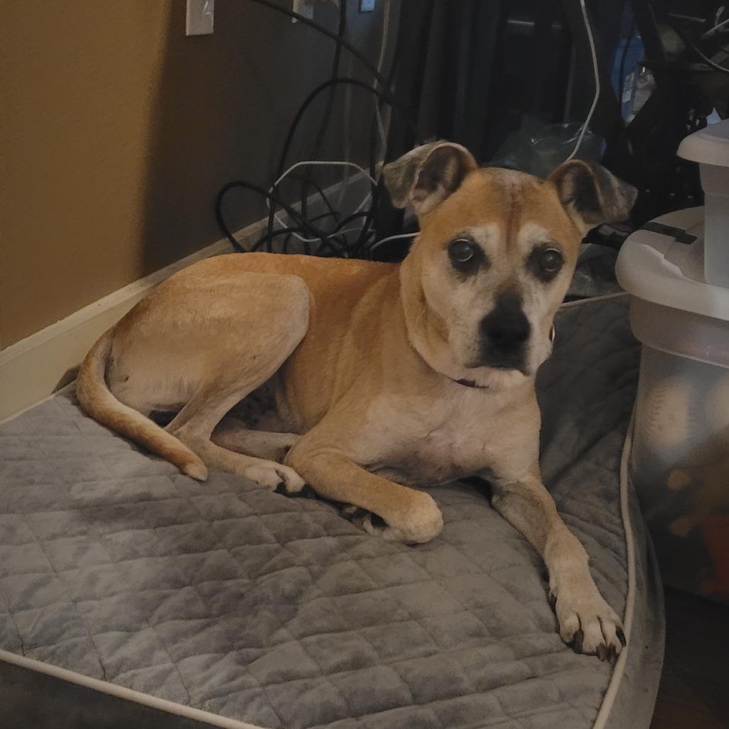 Enlarge Tanner, a Adoptable mixed breed in League City, TX image 3/6