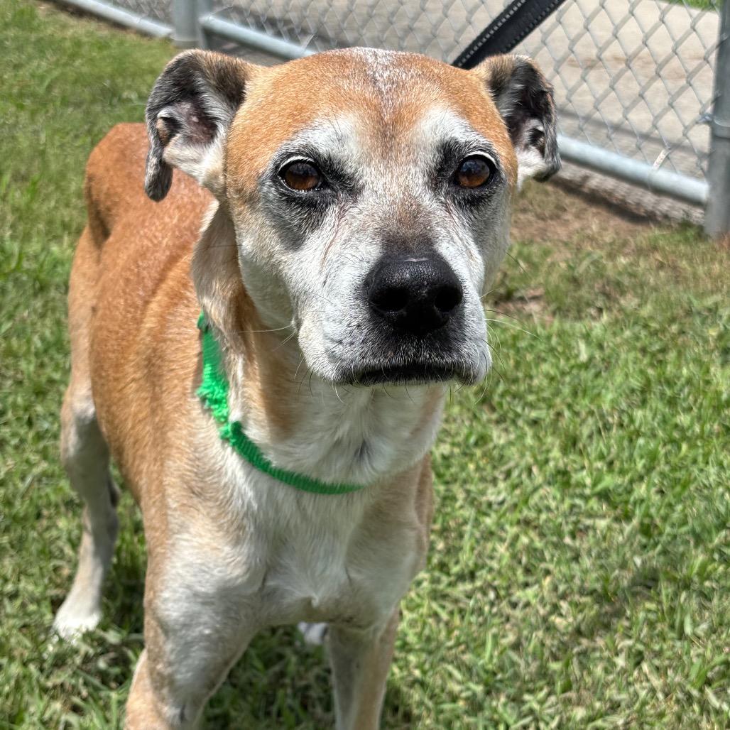 Enlarge Tanner, a Adoptable mixed breed in League City, TX image 4/6