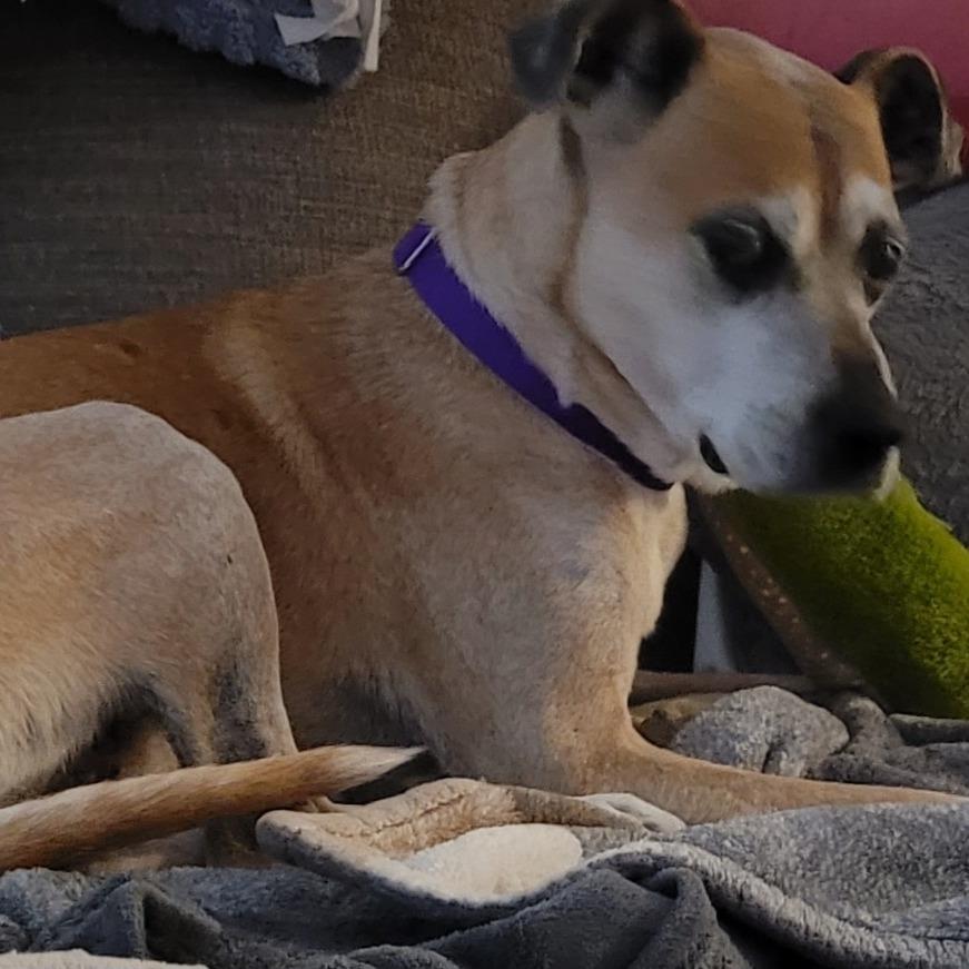 Enlarge Tanner, a Adoptable mixed breed in League City, TX image 5/6