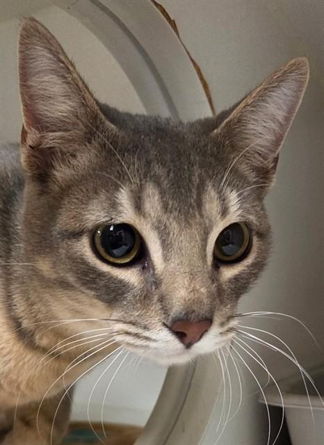 Enlarge FRANCO, a Adoptable Domestic Short Hair in Lodi, CA image 1/1