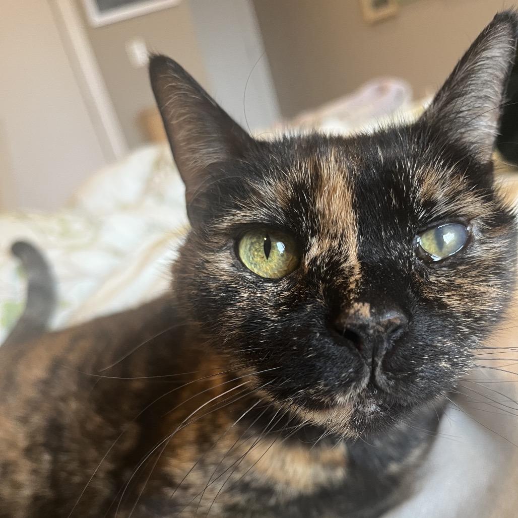 Cecile, Adoptable, Senior Female Domestic Short Hair.