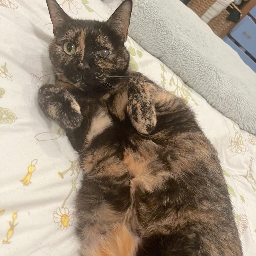Cecile, a Adoptable Domestic Short Hair in Philadelphia, PA image 3/6