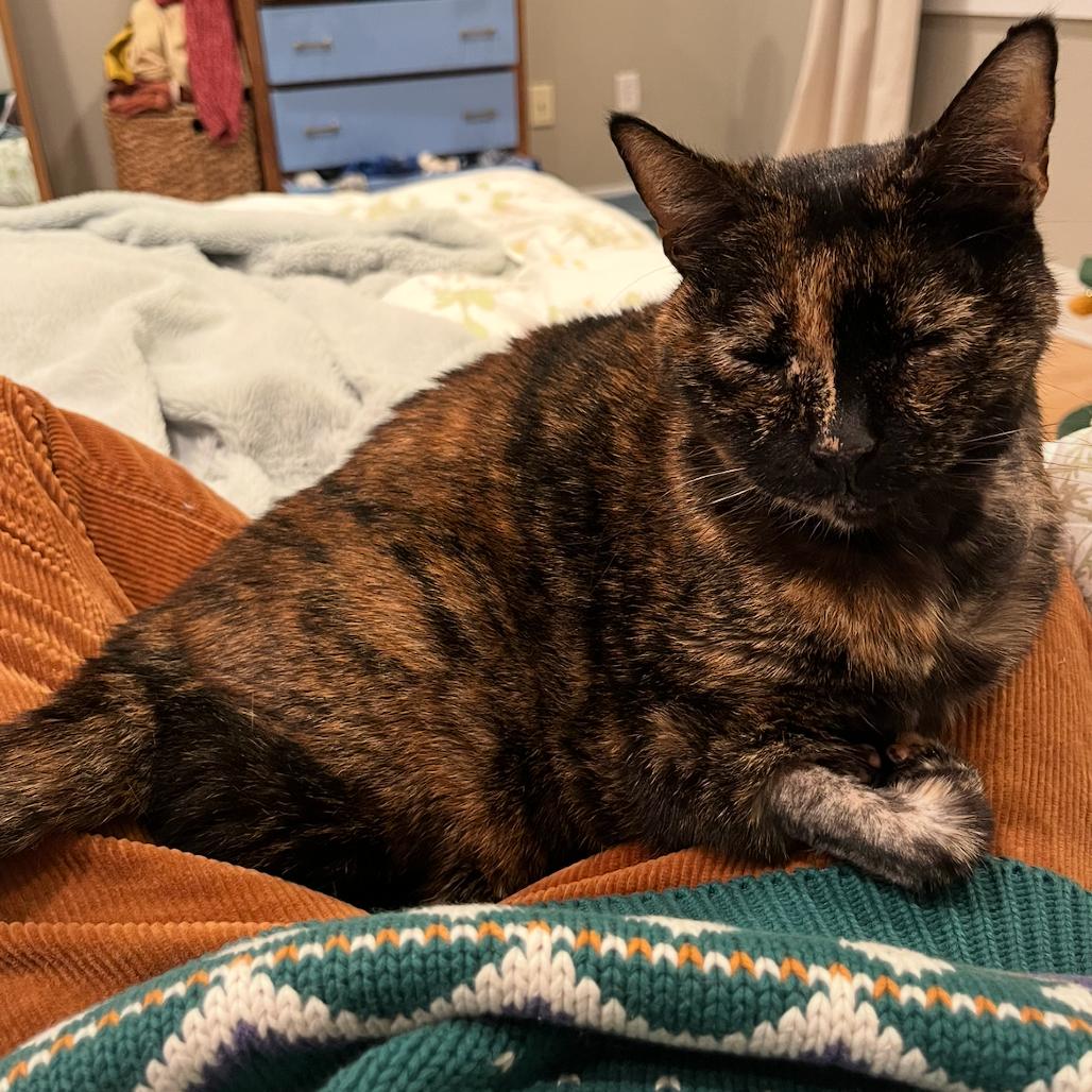 Cecile, a Adoptable Domestic Short Hair in Philadelphia, PA image 5/6