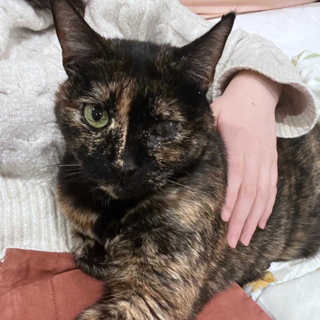 Cecile, a Adoptable Domestic Short Hair in Philadelphia, PA image 6/6