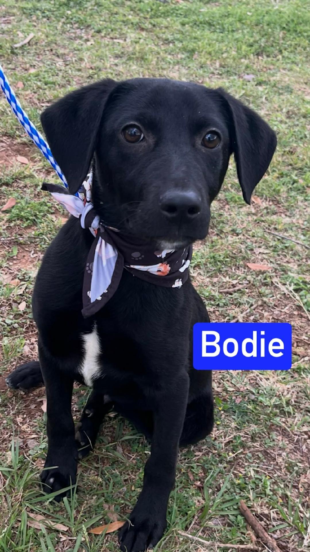 Bodie, ADOPTABLE, Young Male Labrador Retriever.