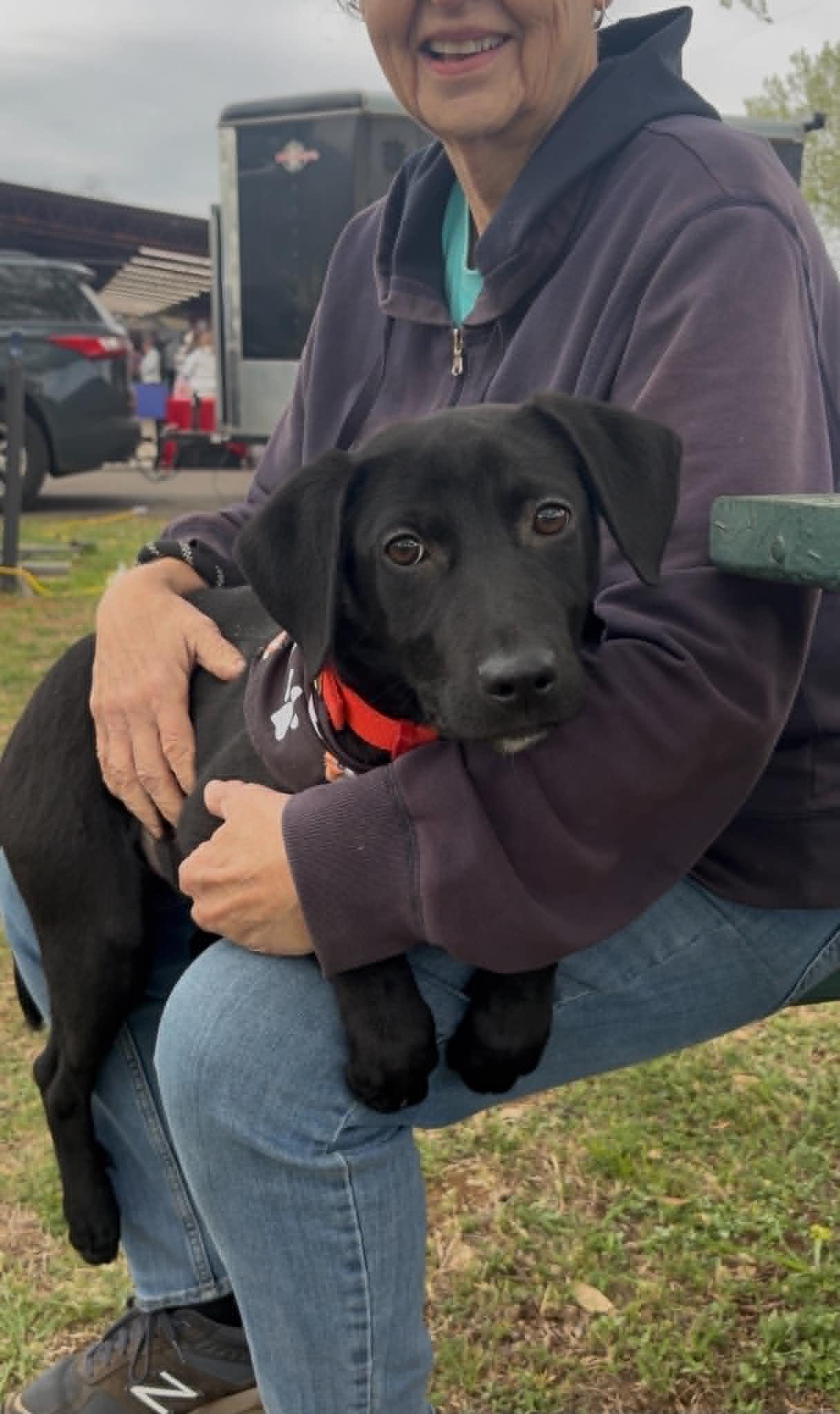 Enlarge Bodie, a ADOPTABLE mixed breed in Littleton, CO image 2/2