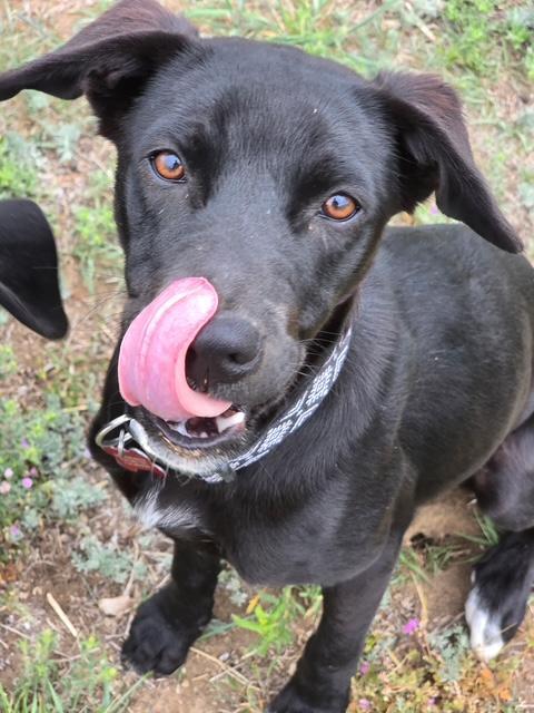 Enlarge Bodie, a ADOPTABLE mixed breed in Littleton, CO image 3/3