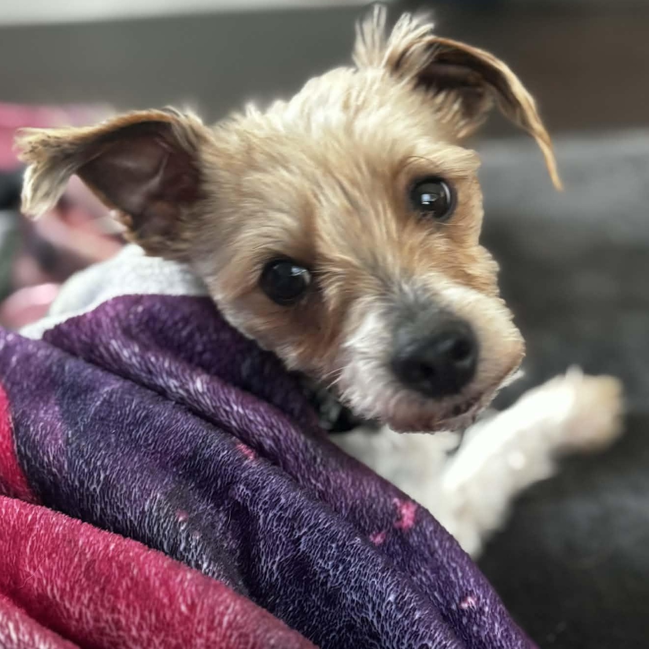 Jetson, a ADOPTABLE Yorkshire Terrier in Rochester, NY image 5/6