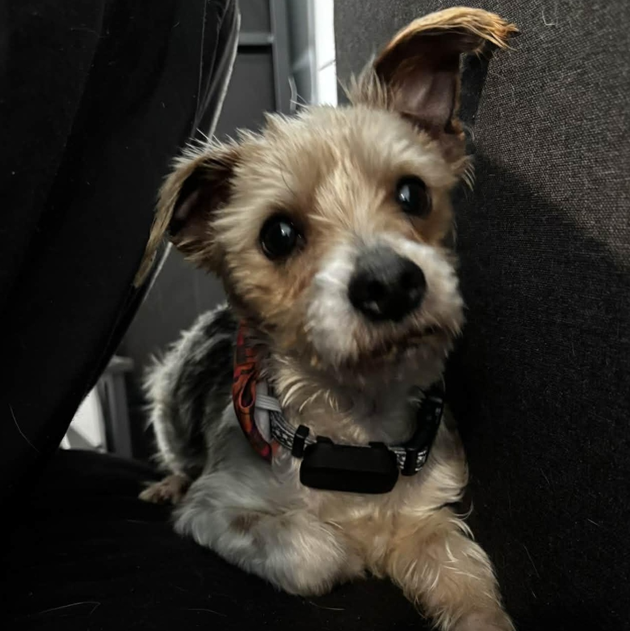 Jetson, a ADOPTABLE Yorkshire Terrier in Rochester, NY image 3/6