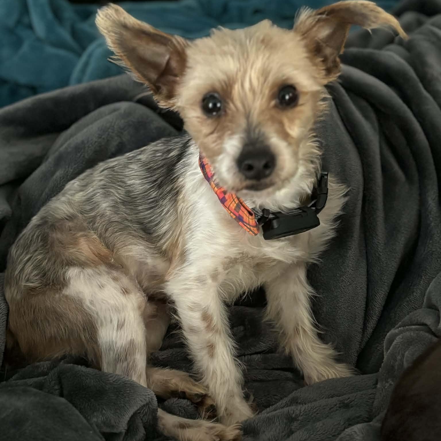 Jetson, a ADOPTABLE Yorkshire Terrier in Rochester, NY image 6/6