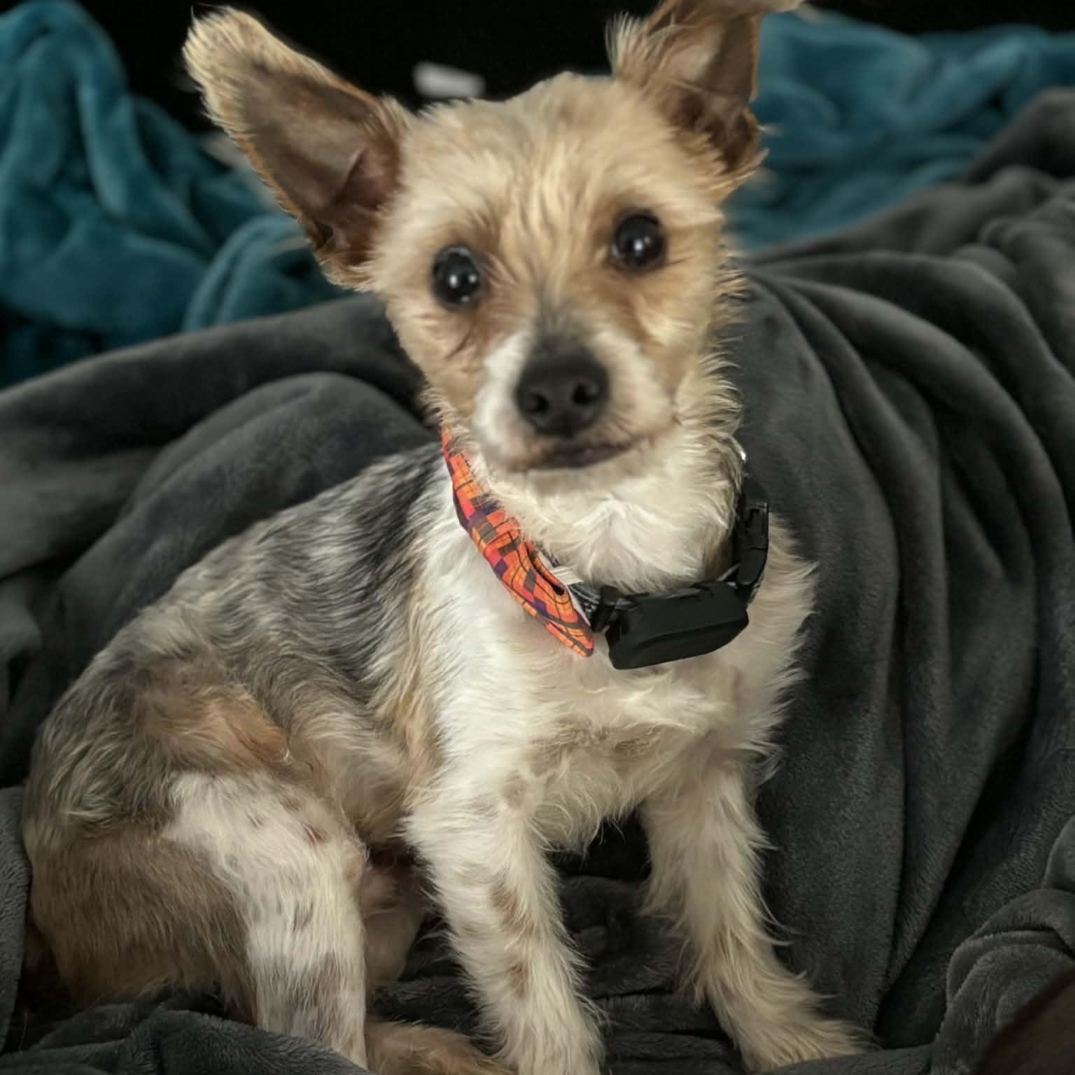 Jetson, a ADOPTABLE Yorkshire Terrier in Rochester, NY image 4/6