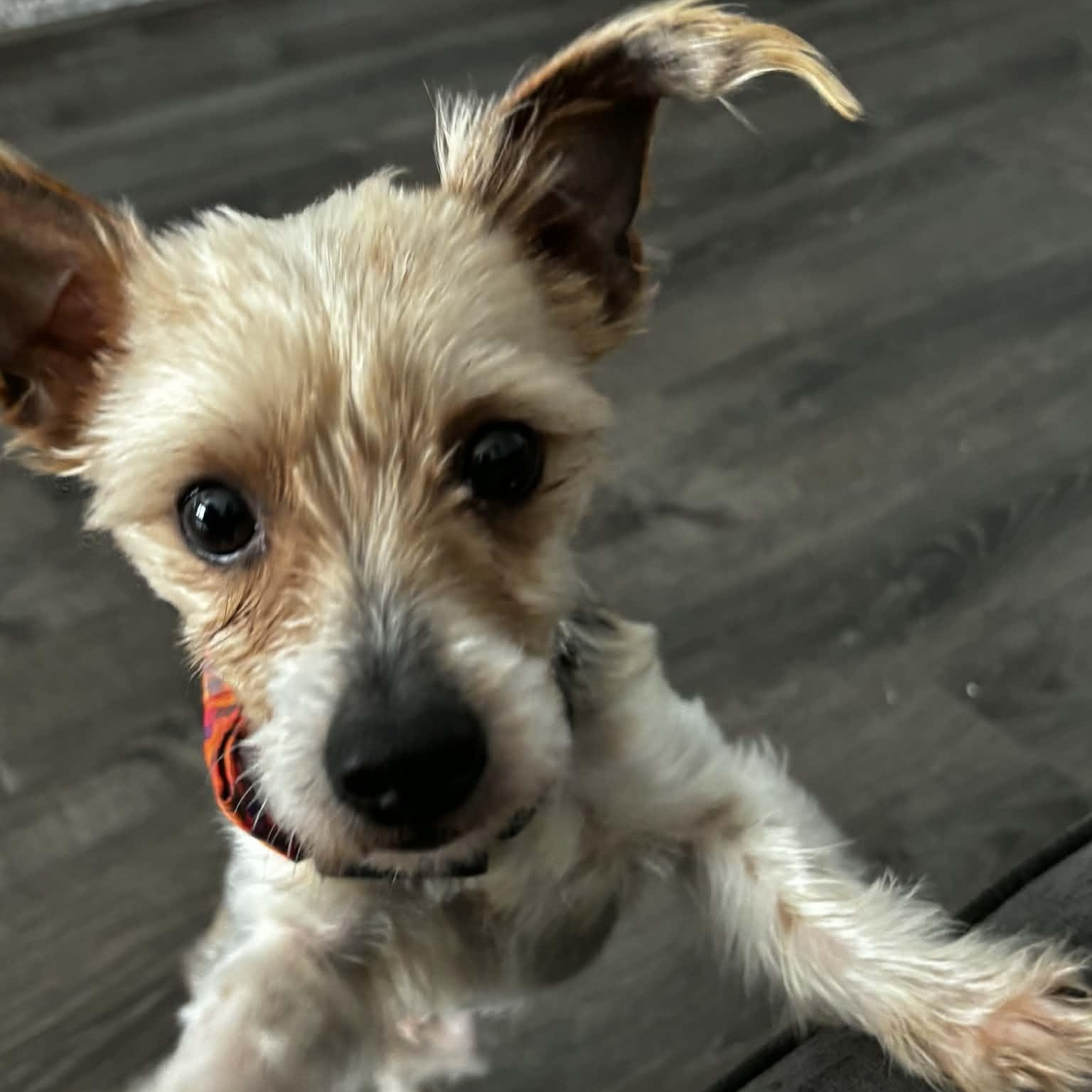 Jetson, a ADOPTABLE Yorkshire Terrier in Rochester, NY image 2/6
