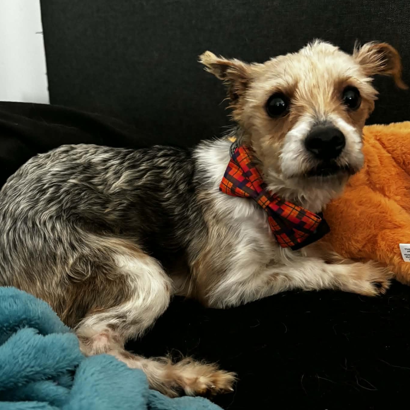 Jetson, ADOPTABLE, Adult Male Yorkshire Terrier.