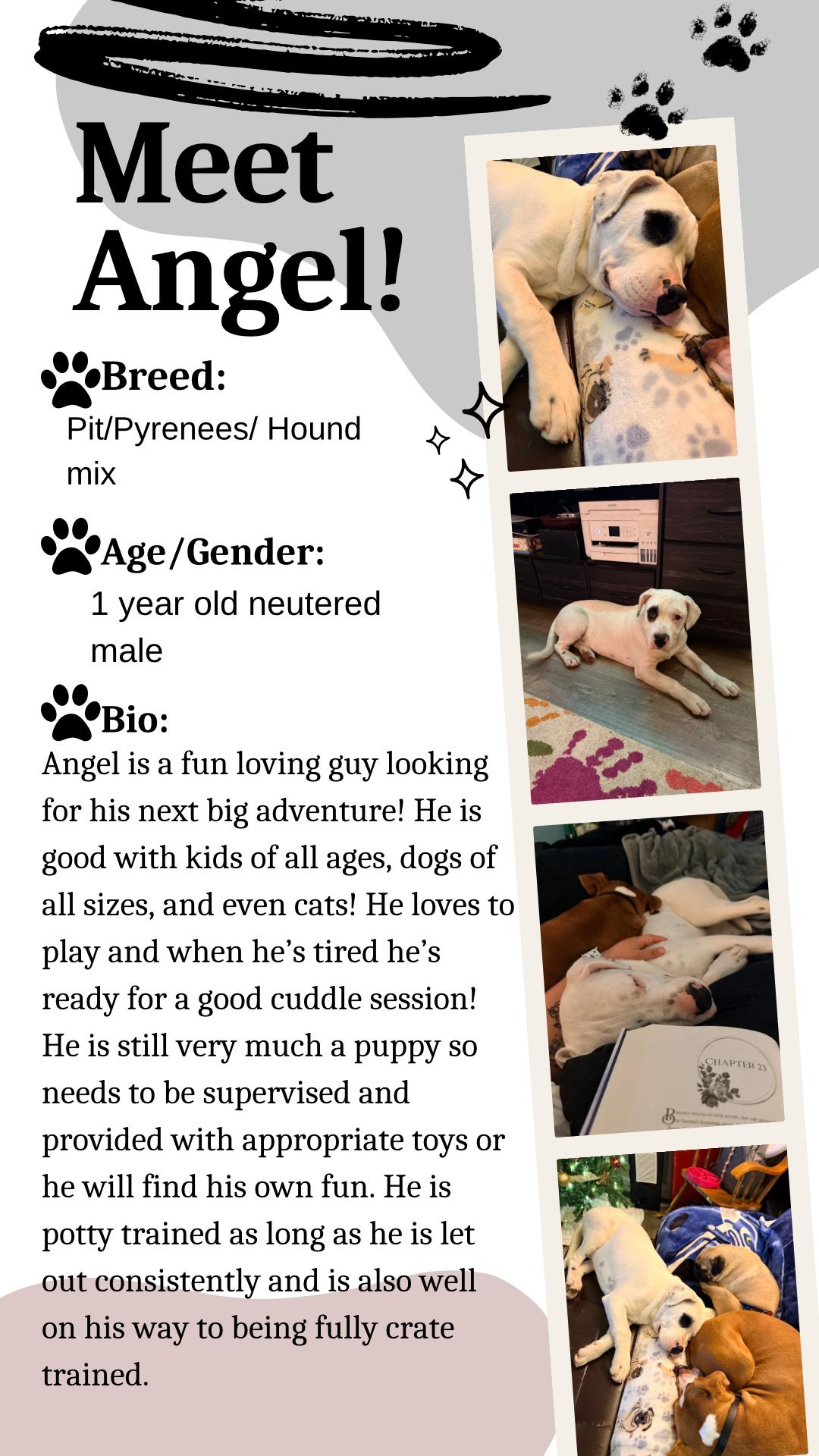 Enlarge Angel, an adoptable mixed breed in Klamath Falls, OR image 2/2