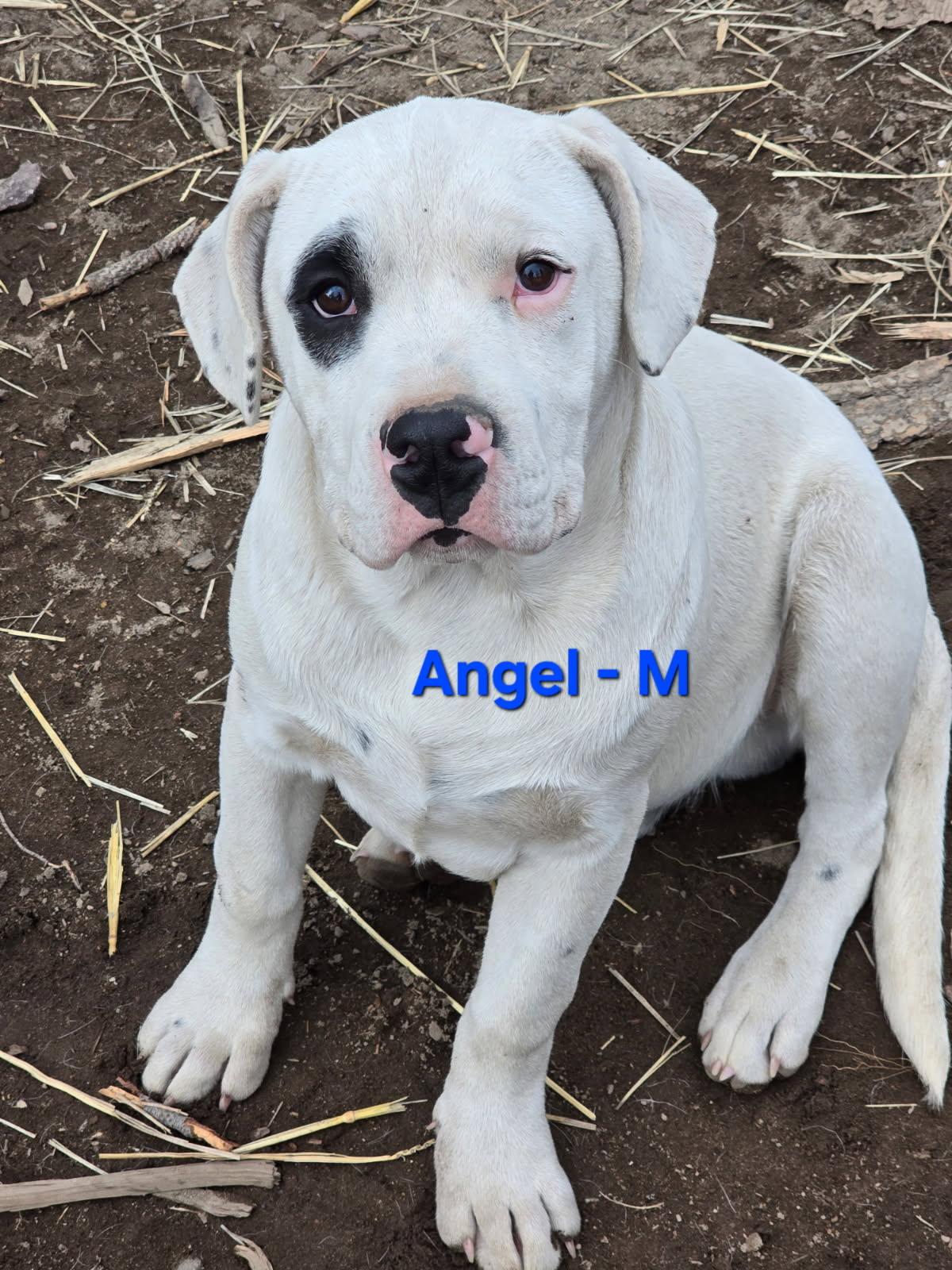 Enlarge Angel, an adoptable mixed breed in Klamath Falls, OR image 1/2
