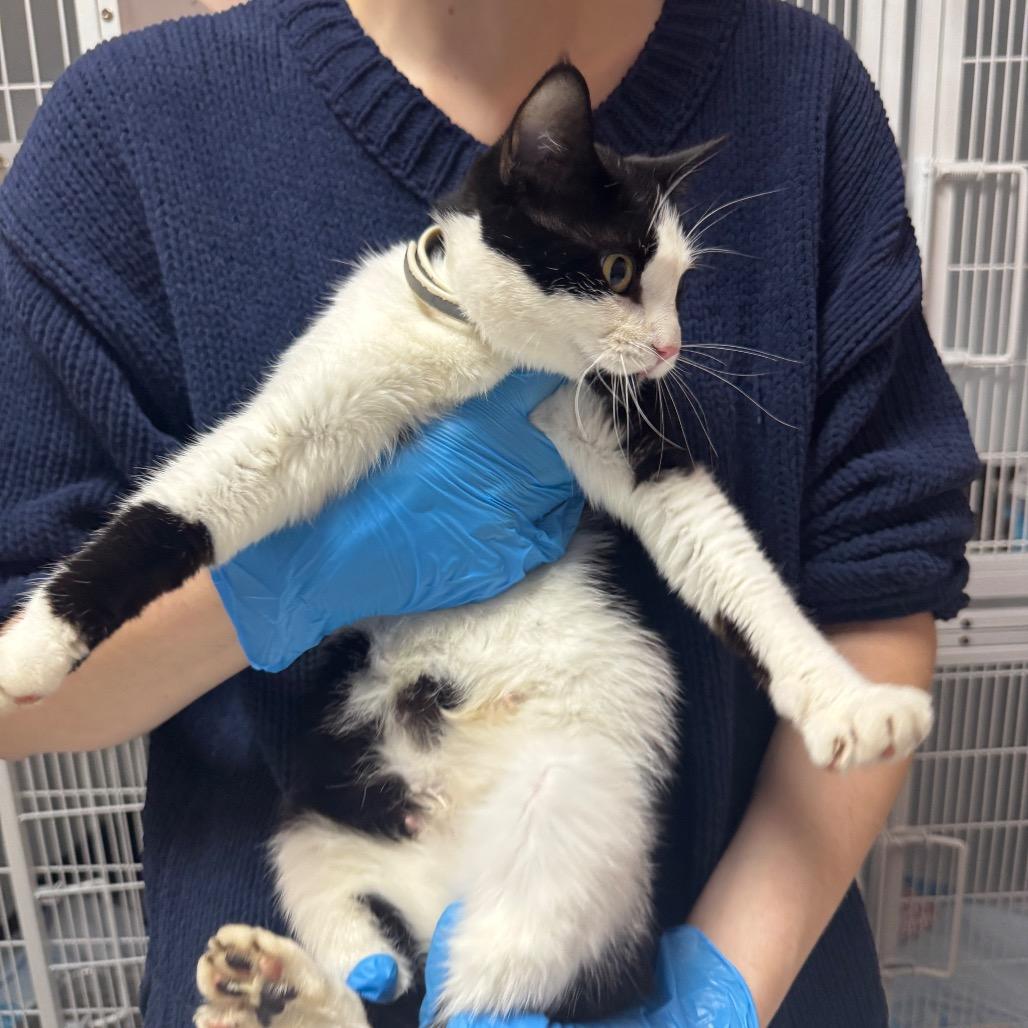 Misty ARC2026-201, Adoptable, Adult Female Domestic Short Hair.