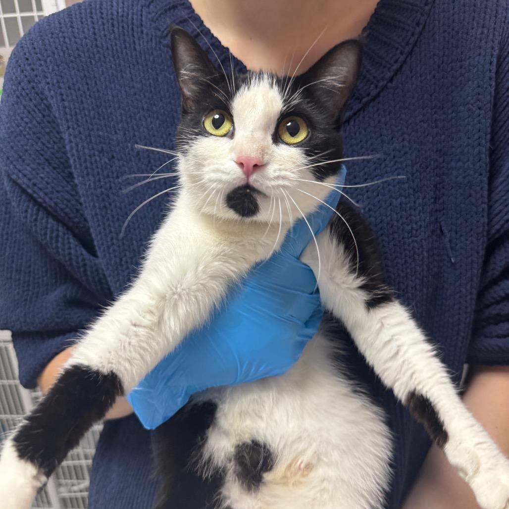 Misty ARC2026-201, a Adoptable Domestic Short Hair in Akron, NY image 2/6