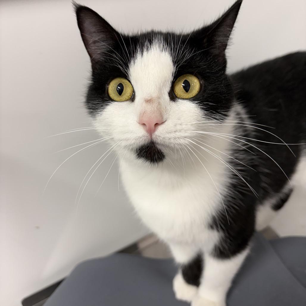 Misty ARC2026-201, a Adoptable Domestic Short Hair in Akron, NY image 5/6
